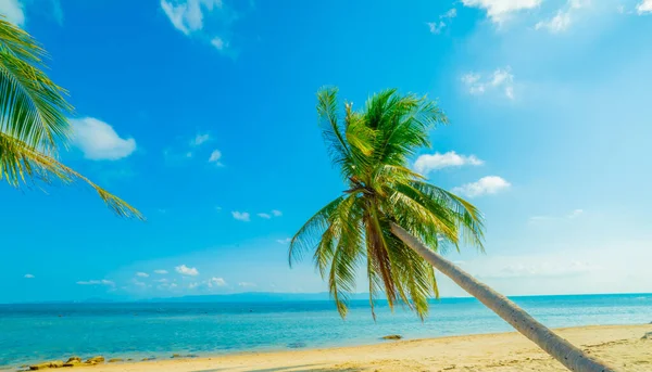 Paradise Zonnig Strand Met Palmen Turquoise Zee Zomervakantie Tropisch Strand — Stockfoto