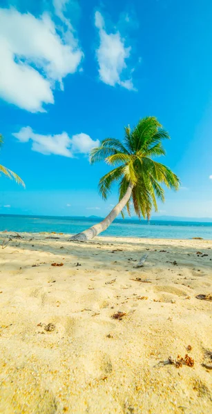 Paradise Sunny Beach Med Håndflater Turkis Sjø Sommerferie Tropisk Strandkonsept – stockfoto