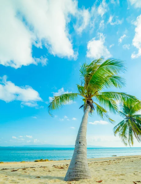 Summer beach - palm tree, mountain on remote island, white sand, sea water, tropical nature