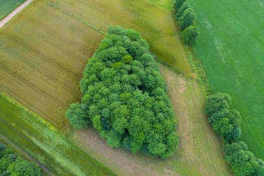 Yaz sıcacık güneş ışığı orman hava manzarası
