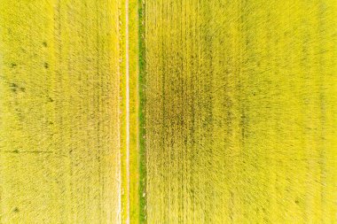 İlkbahar günü, yeşil tarlaları ekilmiş bir arazinin uçan insansız hava aracının havadan çekilmiş fotoğrafı. Çeltik bitkilerinin yetiştiği topraklar