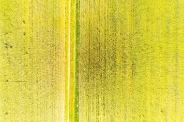 İlkbahar günü, yeşil tarlaları ekilmiş bir arazinin uçan insansız hava aracının havadan çekilmiş fotoğrafı. Çeltik bitkilerinin yetiştiği topraklar