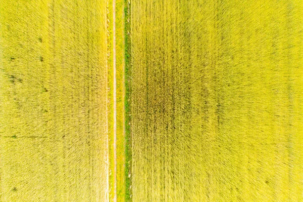 Aerial top view photo from flying drone of a land with sown green fields in countryside in spring day. Land with grown plants of paddy