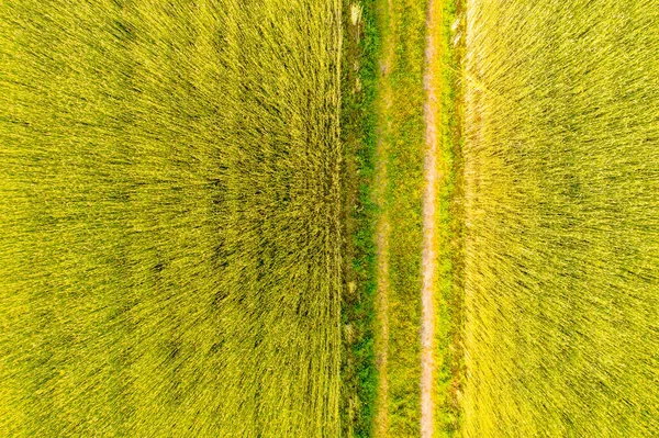 春の日に田園地帯に緑の草原を持つ土地の飛行ドローンからの空中トップビューの写真 水田の植物の栽培地 — ストック写真