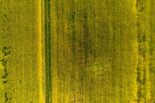 春天里 空中俯瞰的照片来自一个在乡间播下绿地的无人驾驶飞机 种植稻谷植物的土地 — 图库照片
