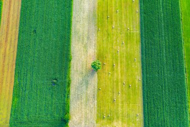Farklı ekinlerden oluşan dikey tarımsal şeritler. Hava görüntüsü doğrudan alanın üstündeki İHA 'dan çekiliyor