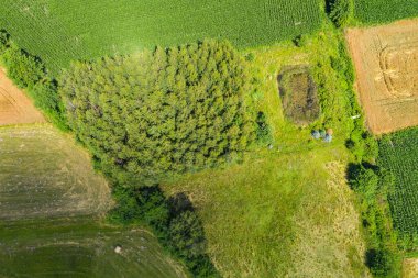 Güzel bir doğa manzarasının uçan insansız hava aracının, sağlıklı bir şekilde büyüyen fotoğrafı. Çiftliği olan güzel manzara.