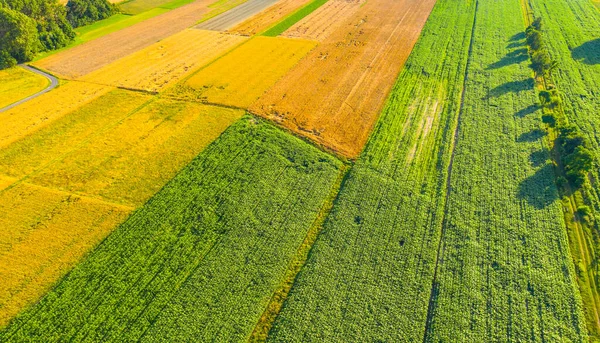 Formas Geométricas Abstratas Parcelas Agrícolas Diferentes Culturas Cores Amarelas Verdes — Fotografia de Stock