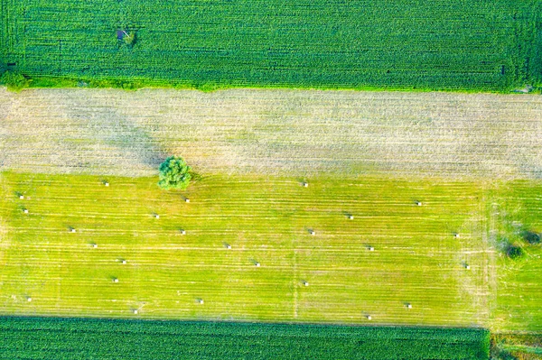 Különböző Terményű Mezőgazdasági Parcellák Függőleges Csíkjai Légi Felvétel Drónról Közvetlenül — Stock Fotó