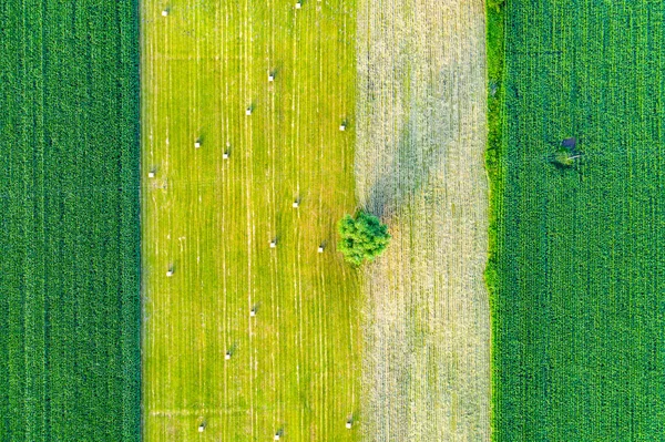 Különböző Terményű Mezőgazdasági Parcellák Függőleges Csíkjai Légi Felvétel Drónról Közvetlenül — Stock Fotó