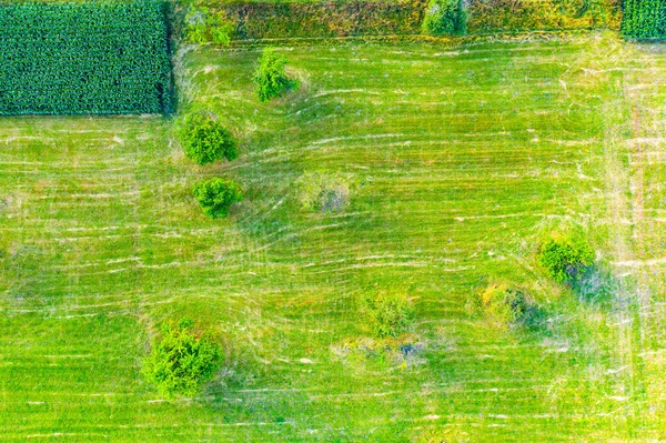 異なる作物の農業小包の垂直ストライプ 飛行場の真上のドローンからの航空写真 — ストック写真