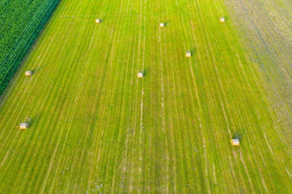 Vertical stripes of agricultural parcels of different crops. Aerial view shoot from drone directly above field