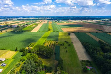 Yazın hasat öncesi yeşil tarlalar hava manzarası