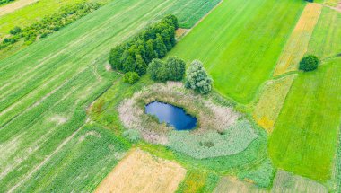 Çam ağaçlarıyla çevrili doğal göl manzarası. Avrupa
