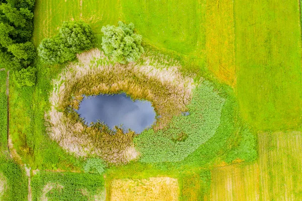 松の木に囲まれた自然池の空中ビュー ヨーロッパ — ストック写真