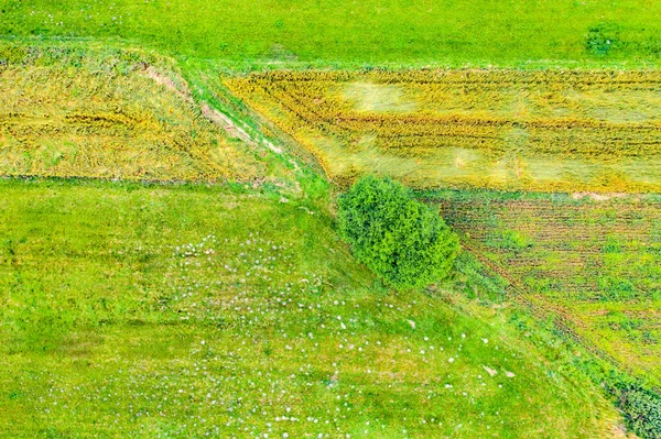 Зелене Абстрактне Зображення Діагональних Ліній Різних Культур Полі Початку Літа — стокове фото