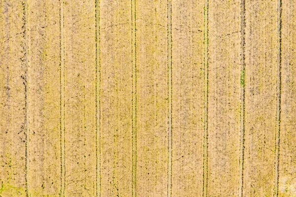 Flygfoto Från Flygande Drönare Ett Land Med Sådda Gröna Fält — Stockfoto