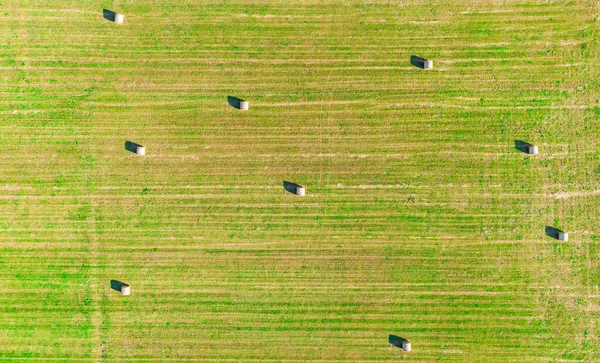 Aerial top view photo from flying drone of a land with sown green fields in countryside in spring day. Land with grown plants of paddy