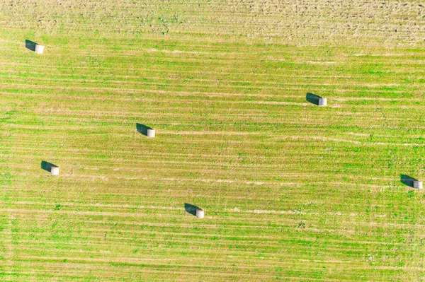 Aerial top view photo from flying drone of a land with sown green fields in countryside in spring day. Land with grown plants of paddy