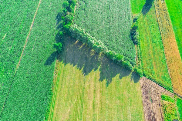 Vista Aérea Dos Campos Agrícolas Europa Polónia Bela Paisagem Capturado — Fotografia de Stock