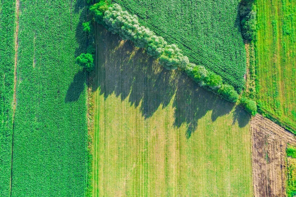 ヨーロッパ ポーランドの農業分野の空中ビュー 美しい風景 ドローンで上から撮影 — ストック写真