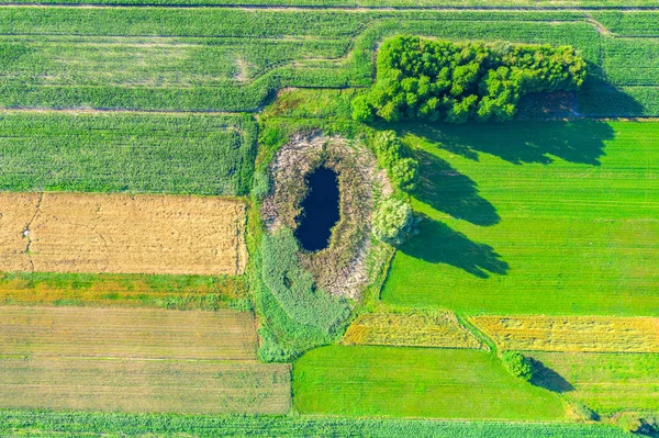 Vue Aérienne Étang Naturel Entouré Pins Europe — Photo