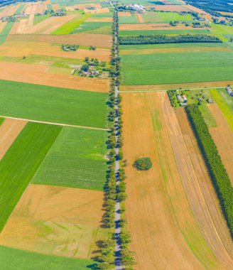 Yaz manzarası, toprak yolu ve gün batımında orman kuşağı olan yeşil tarım arazisi, helikopterden kuş gözü gibi çekilen, tarlaların tepesinde panoramik fotoğraf, insansız hava aracı manzarası.