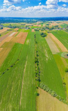 Yaz manzarası, toprak yolu ve gün batımında orman kuşağı olan yeşil tarım arazisi, helikopterden kuş gözü gibi çekilen, tarlaların tepesinde panoramik fotoğraf, insansız hava aracı manzarası.