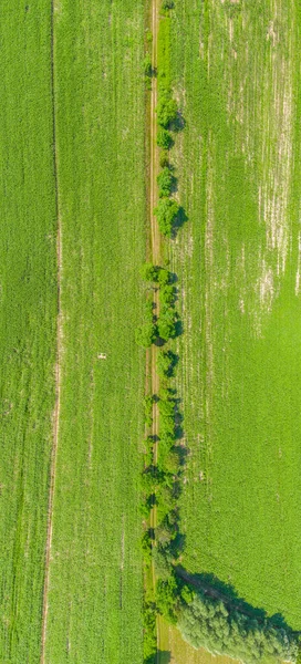 Letecký Pohled Letní Krajinu Zeleného Pole Polní Cestou Lesním Pásem — Stock fotografie