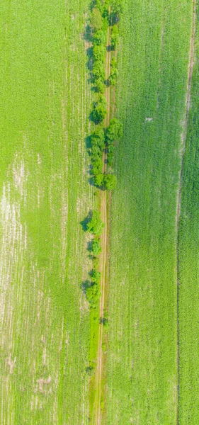 Yaz Manzarası Toprak Yolu Gün Batımında Orman Kuşağı Olan Yeşil — Stok fotoğraf