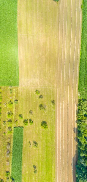 夏には緑のフィールドや牧草地のトップの空中パノラマビュー フィールド 日当たりの良い空と緑豊かな葉のラインと抽象的な風景 ドローンと風景 — ストック写真