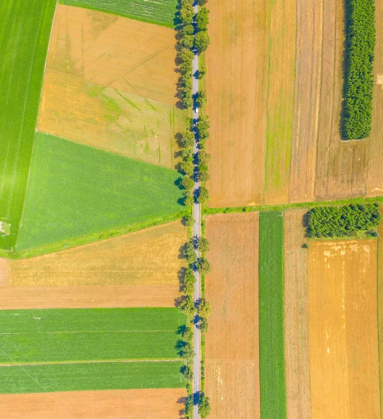 Vue Aérienne Paysage Estival Champ Agricole Verdoyant Avec Chemin Terre — Photo