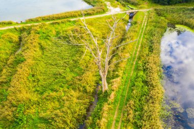 Küçük nehir adasında kurumuş ağaç. Kuru otlar sahili kaplar. havadan üst görünüm