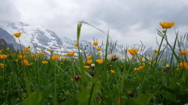 Flores alpinas. Wengen, Suiza — Vídeos de Stock