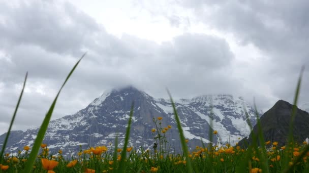 高山の花。ヴェンゲン、スイス — ストック動画