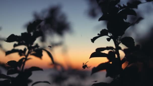 日没で蜘蛛狩り。夏 — ストック動画