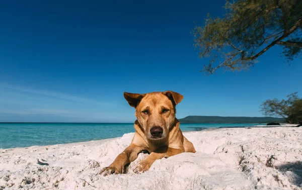 Hond Strand Ontspannen Portret — Stockfoto