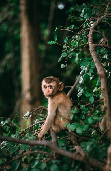 Retrato Vida Selvagem Animal Macaco — Fotografia de Stock