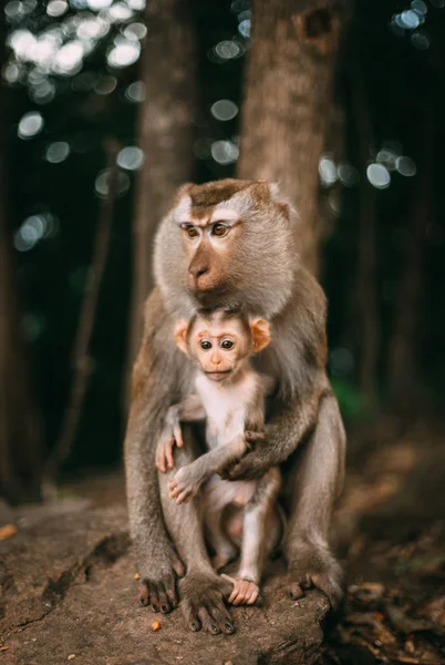 Monyet Potret Satwa Liar — Stok Foto