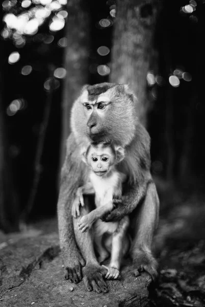 Retrato Vida Selvagem Animal Macaco — Fotografia de Stock