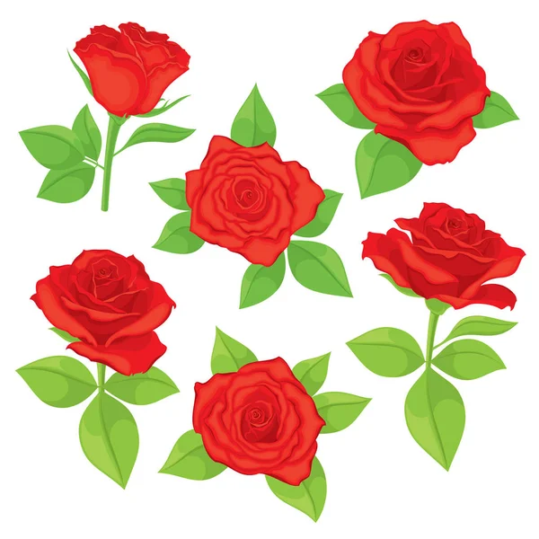 Conjunto Vectorial Brotes Rosa Realistas Detallados Aislados Color Rojo Con — Vector de stock