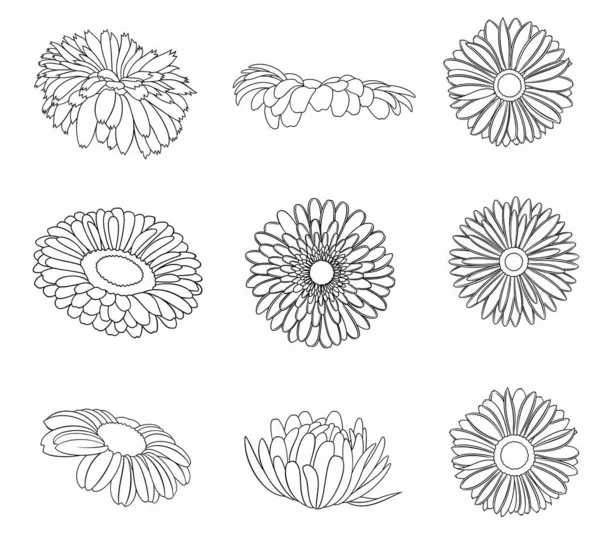 Векторний Набір Деталізованих Реалістичних Різних Контурів Квіткових Бруньок Чорного Кольору — стоковий вектор