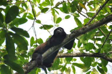 Siyah uluyan, ormanda bir ağaç üzerinde bir memeli. Panama. Orta Amerika.