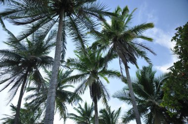 Central coast Amerika, Panama büyüyen cococonut palmiye ağaçları.