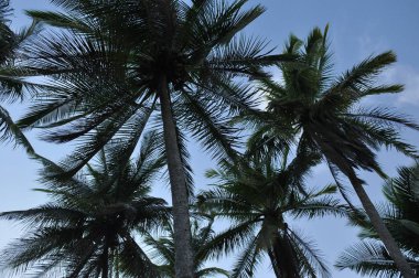 Central coast Amerika, Panama büyüyen cococonut palmiye ağaçları.