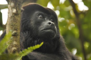 Siyah uluyan, ormanda bir ağaç üzerinde bir memeli. Panama. Orta Amerika.
