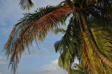 Central coast Amerika, Panama büyüyen cococonut palmiye ağaçları.