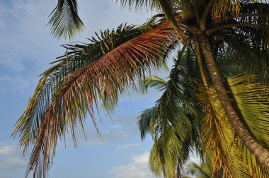 Central coast Amerika, Panama büyüyen cococonut palmiye ağaçları.