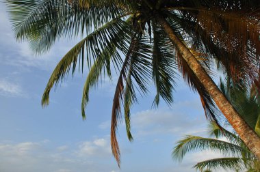 Central coast Amerika, Panama büyüyen cococonut palmiye ağaçları.
