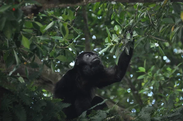 Aullador Negro Mamífero Árbol Selva Panamá América Central — Foto de Stock